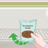 Dyrking av eukalyptus