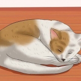 Gjenkjenne om katten din har hatt et slag