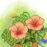 Dyrking av hibiskus utendørs