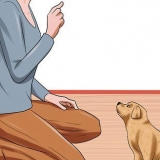 Å gi hunden din lydighetstrening før den er 10 uker gammel