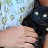 Vasker unge kattunger