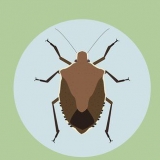 Bli kvitt skjoldbugs