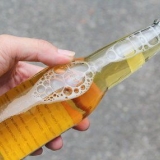 Bli kvitt snegler
