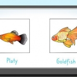 Mating av fisk