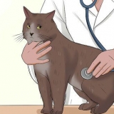 Ta vare på en katt med felv