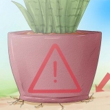 Ta vare på en sansevieria