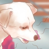 Vet når hunden din er syk