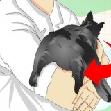 Se om en katt er kastrert