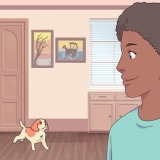 Å få en katt og en hund til å tolerere hverandre