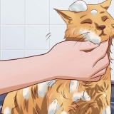 Få katten din til å tåle et bad