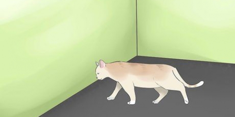 Avgjøre om katten din er blind