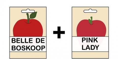 Å dyrke et epletre fra et frø