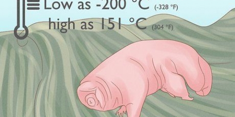 Finne og ta vare på en tardigrad som kjæledyr