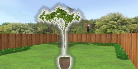 Plant et tre