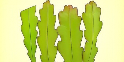 Å dyrke en epiphyllum cactus
