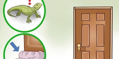 Å fange en øgle i huset
