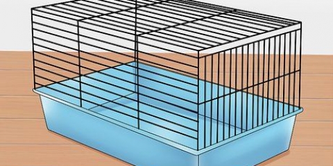 Å temme en hamster