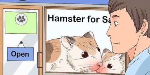 Ta vare på en hamster