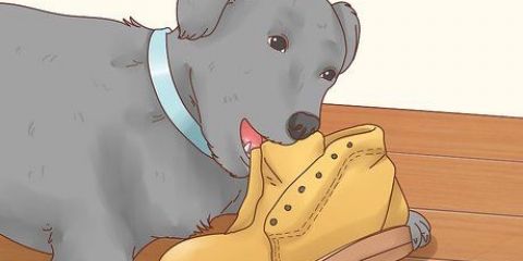 Hvordan få en hund til å slutte å spise jord