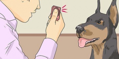 Lære en hund å smile