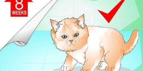 Bader en kattunge