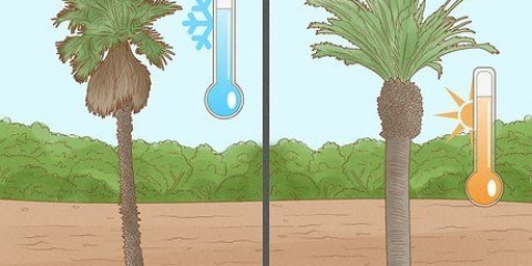 Plant et palmetre