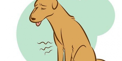 Gjenkjenne en døende hund