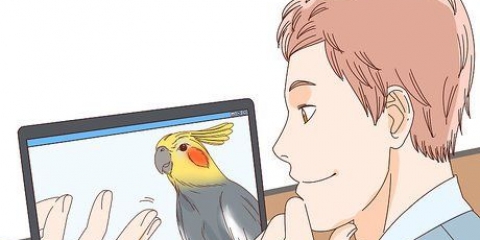 Kjøpe en cockatiel