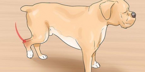 Behandling av en forstuing hos en hund