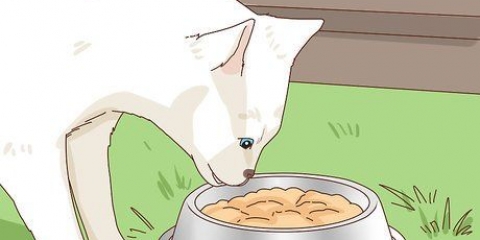 Adopter en herreløs katt