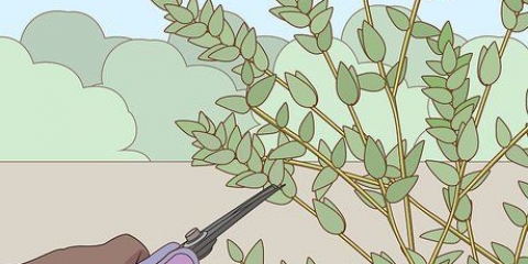 Oppbevaring av eukalyptus