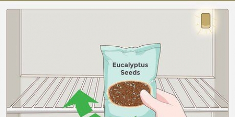Dyrking av eukalyptus