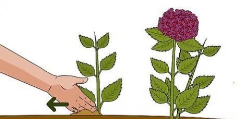 Dyrking av hortensia fra stiklinger