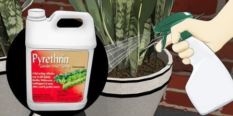 Fjern maur fra plantepotter
