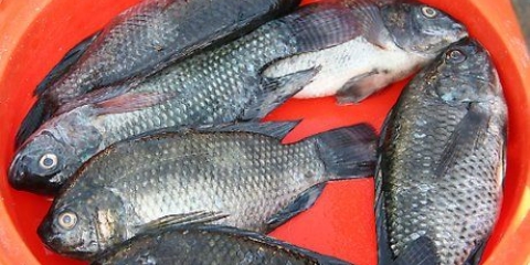 Grilling tilapia