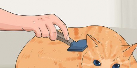 Hindre katter fra å felle