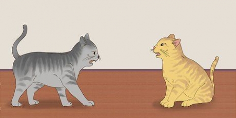 Å vite om katter leker eller slåss