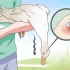 Behandling av botulisme hos en and
