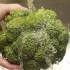 Forbered brokkoli