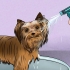 Stell av en yorkshire terrier-frakk