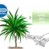 Beskjæring av dracaena