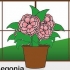 Ta vare på en begonia