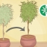 Potter om et ficus-tre