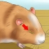 Hjelper en hamster med et lukket øye