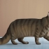 Identifisere en maine coon