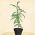 Plante et ferskentre