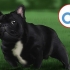 Oppdrett franske bulldoger