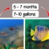 Bestemme kjønnet til en pterophyllum