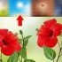 Forplanter hibiscus
