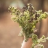 Tørking av oregano